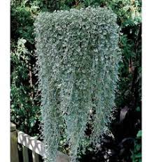 Charmant plantes vivaces pour jardinieres exterieures 0 propose diff233rentes plantes ext233rieures tout au long de lann233e achetez maintenant une plante vivace violette retombante bakkercom exterieur persistant tombante. 7 Idees De Plantes Qui Retombent Plantes Retombantes Plante Fleurs Retombantes