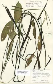 Image result for Potamogeton richardii