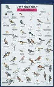This 11 x 14 reproduction art print features watercolor illustrations of common backyard birds found in the pacific northwest. Mac S Field Guides Northwest Park Backyard Birds Books