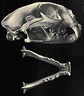 In addition to these potential old world fossils, a few new world fossil representatives are. Puma Wikipedia