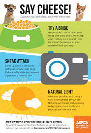 Top 3 Pet Photography Tips Pet Photography Tips Pet Hacks Animal Photography