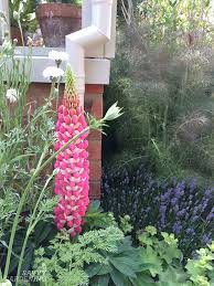 There is less gardening work to do in the fall. Tall Perennials Adding Height To The Garden With Bold Plants