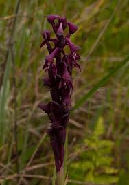 Image result for Disa hircicornis