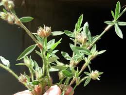 Image result for Stylosanthes fruticosa