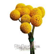 Billy Buttons Flower Essence Best Flower Wallpaper