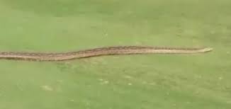 Massive Snake Slowly Slithers Across South Africa Golf Course Golf Courses Best Golf Courses Golf Course Reviews