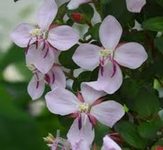 Image result for Heterocentron