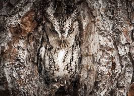 Birds Of Prey In Georgia Usa 15 Stunning Examples Of Owl Camouflage National Geographic Photo Contest Screech Owl Owl