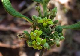 Image result for Fadogiella