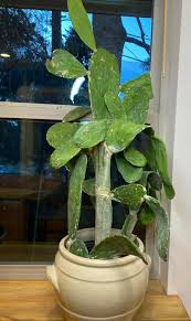 Image result for Pilea angolensis