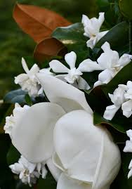 An early blooming magnolia also renowned for fragrance is the yulan magnolia (magnolia denudata). A Scent Sational Duo Magnolia And Gardenia Home Is Where The Boat Is