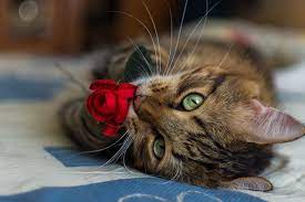 Fondos de pantalla mirada de gato. 10 Hermosas Imagenes De Gatitos Con Flores Para Fondo De Pantalla De Pc