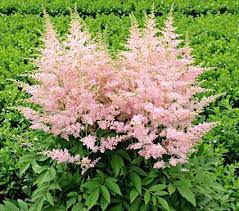 Astilbe Meadowsweet Plant Varieties White Flower Farm Plants Shade Perennial Garden White Flower Farm