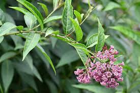 Image result for Cestrum elegans