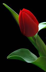 Red Tulip Beautiful Beautiful Flowers Amazing Flowers Tulips Flowers