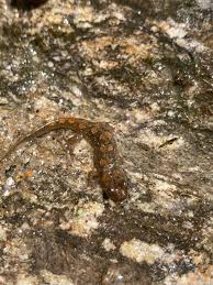 Image result for Macrotyloma rupestre × densiflo