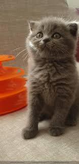 Cins Kedi Sahiplendirme Antalya Home Facebook