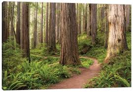 If you're in search of the best redwood forest wallpaper, you've come to the right place. Redwood Trees Canvas Art Icanvas