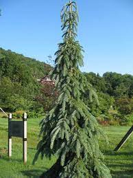 Another term often used to describe this shape is fastigiate, though there are some subtle differences. Picea Glauca Pendula Weeping White Spruce With Gray Green Needles On Weeping Branches And Straight Trunk M Picea Glauca Weeping White Spruce Garden Images