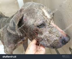 Image result for scabies dogs detail