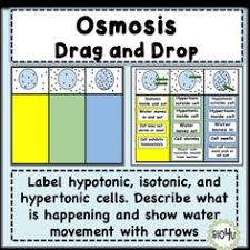 Some of the worksheets displayed are amoeba sisters answer key, amoeba sisters video recap alleles and genes, amoeba sisters genetic drift answer keys, multiple allele work answers, amoeba sisters meiosis work answers, amoeba sisters video recap, genetics. 260 Ap Biology Ideas Ap Biology Biology Biology Resources