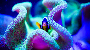 Unesco has recommended the great barrier reef be placed on a list of 'in danger' world heritage sites, a move opposed by the australian government. Great Barrier Reef Verlor Die Halfte Seiner Korallen Tierwelt