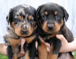 Beauceron Puppies Harlequin And Black And Rust Bi Color Sweetest Picture Ever Beauceron Dogs Puppies