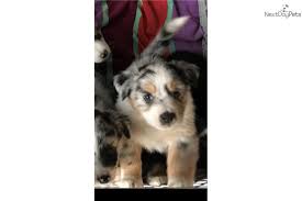 Learn about border collie puppy training and everything you need for a happy, healthy and obedient border collie pup. Australian Shepherd Puppy For Sale Near Eugene Oregon 35b3fab4 7961