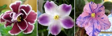 Maybe you would like to learn more about one of these? African Violets Variety Is Beautiful Gesneriad Reference Web