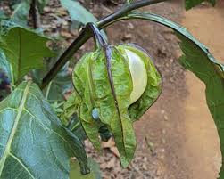 Image result for Solanum macrocarpon