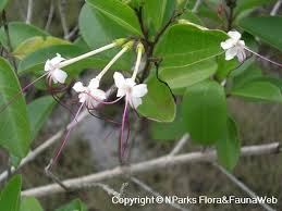 Image result for Volkameria