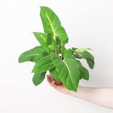 Image result for Duosperma quadrangulare