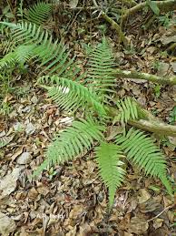 Image result for Christella dentata