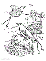 There's no better cure for cabin fever than printing and coloring our free coloring pages for kids. Birds Of Paradise Coloring Pages
