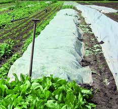 Da ich zwar gerne im garten arbeite, aber bekennender minimalist bin (z. Fruhbeet Vlies Online Bestellen Bei Siepmann Net