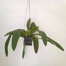 Image result for Bulbophyllum X chikukwa
