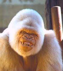 Alaska department of fish and game p.o. Tiere Mit Downsyndrom So Knuffig Kann Das Aussehen