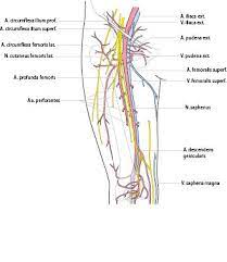 A Femoralis Superficialis Springerlink