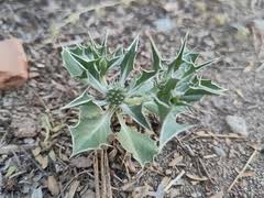 Image result for Deverra burchellii