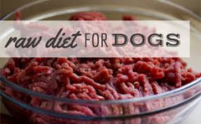 raw diet for dogs will it improve your dogs health