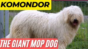 Image result for Komondor
