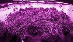 Space is not the only factor to consider when choosing to use a strip light. The Best Led Grow Lights For Extraordinary Cannabis The Chill Bud
