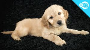 For any advert to work, it must get the customer's attention. Why Do Dogs Tilt Their Heads Youtube
