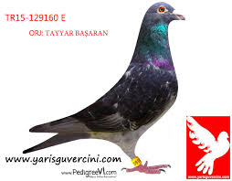 Yaris Guvercini