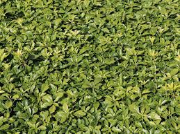 From our own pachysandra nursery, we sell pachysandra plants in five different varieties and offer besides selling pachysandra i also operate walker's sawmill, a traditional sawmill in hopewell. Ysander Pachysandra Infos Pflanzen Dieser Gattung