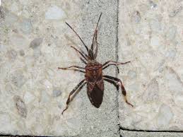 Image result for Lepidagathis eriocephala