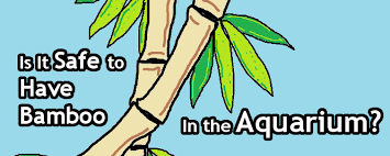 Tiava is the #1 resource for high quality porn. Truths Myths About Lucky Bamboo In The Aquarium Aquanswers