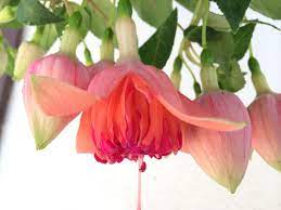 Just Got This Hanging Basket From Lowes Beautiful Pastel Orange Mosaic Fuchsia Perfect For The Patio Hanging Baskets Mosaic Beautiful