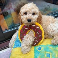 Cockapoo puppies for sale and dogs for adoption in colorado, co. Cockapoo Puppy For Sale Home Facebook