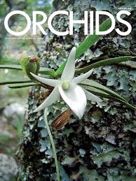 Image result for Angraecum chamaeanthus